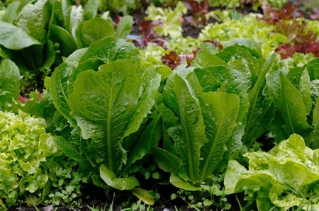 Зелень из зелени: подготовлен бизнес-план выращивания салата и рукколы в закрытом грунте